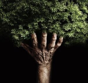 🌳 തണൽ മരം🌳