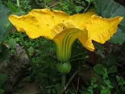 മത്ത പൂക്കുന്നകാലത്തു ഞാൻ നിനക്കായ് കാത്തിരിക്കും!