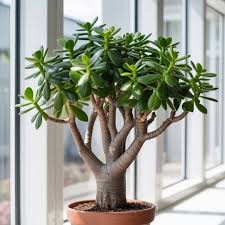 ബോൺസായ് ഹൃദയം