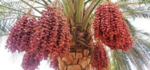 ‘ബലാഹ് ‘ ( ഈന്തപ്പഴം)🔥🔥