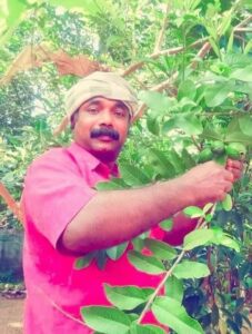 പേരമരം