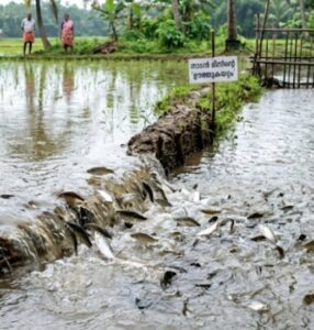 ഇണചേരലും പ്രജനനവും ഒന്നിച്ച്വിസ്മയമായി നാടൻ മീനിന്റെ ‘ഊത്തുകയറ്റം’